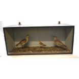 Taxidermy cased group of three waders in naturalistic setting, 32 x 74cm