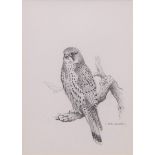 AR Carl Donner (contemporary) "Kestrel" pencil drawing, signed lower right, 18 x 13cms