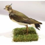 Taxidermy uncased Lapwing on naturalistic base