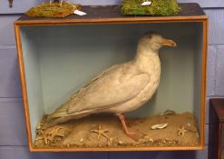 Taxidermy cased Galopus Gull in naturalistic setting, 50 x 65c