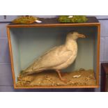 Taxidermy cased Galopus Gull in naturalistic setting, 50 x 65c