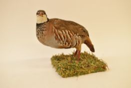 Taxidermy uncased French Partridge on naturalistic base