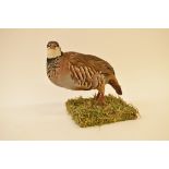 Taxidermy uncased French Partridge on naturalistic base