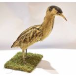 Taxidermy uncased Bittern on naturalistic base