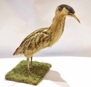 Taxidermy uncased Bittern on naturalistic base