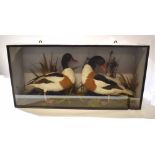 Taxidermy cased pair of Shelduck in naturalistic setting, 43 x 87cm