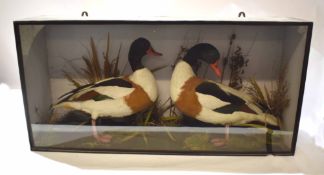 Taxidermy cased pair of Shelduck in naturalistic setting, 43 x 87cm