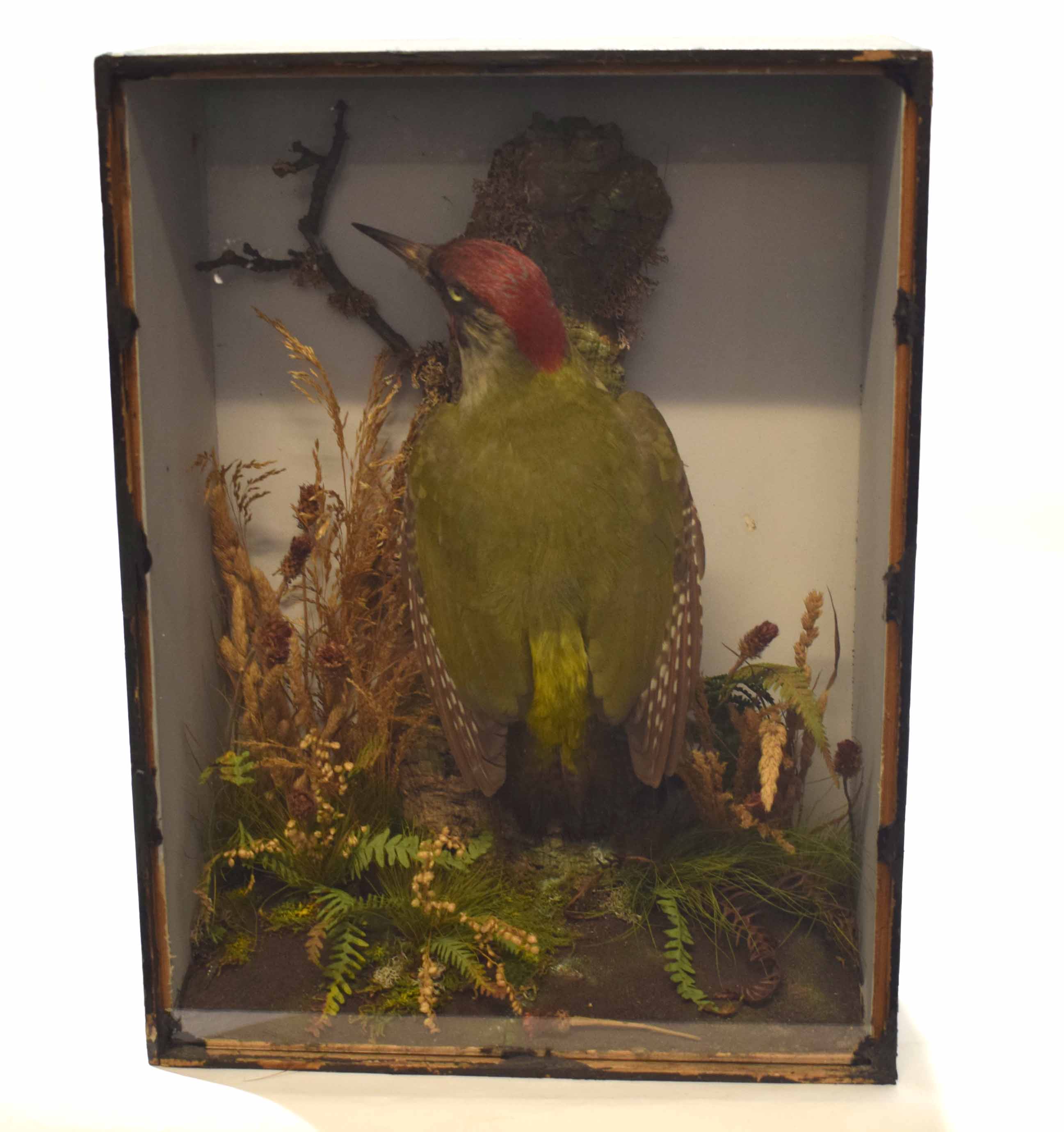 Taxidermy cased Green Woodpecker in naturalistic setting by G Herd of Norwich, 41 x 30cm