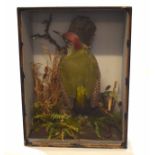 Taxidermy cased Green Woodpecker in naturalistic setting by G Herd of Norwich, 41 x 30cm