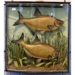 Taxidermy cased pair of Bream, in naturalistic setting, the glass inscribed "Caught in the Gipping