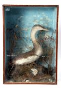 Taxidermy cased Dipper in naturalistic setting, 66 x 46cm