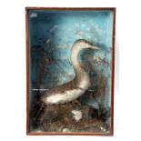 Taxidermy cased Dipper in naturalistic setting, 66 x 46cm