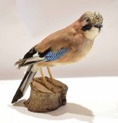 Taxidermy uncased Jay, on naturalistic base