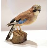 Taxidermy uncased Jay, on naturalistic base