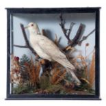 Taxidermy Cased Dove in naturalistic setting by T E Gunn of St Giles Street, Norwich, 33 x 33cm