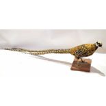 Taxidermy uncased Reeves Pheasant on wooden base