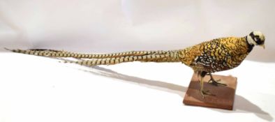 Taxidermy uncased Reeves Pheasant on wooden base