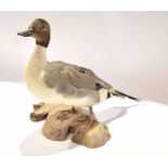 Taxidermy uncased Pintail drake on naturalistic base