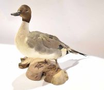 Taxidermy uncased Pintail drake on naturalistic base