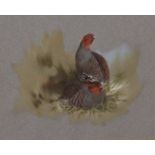 AR Brian Reed (born 1934) English Partridge watercolour, signed lower left, 16 x 20cms