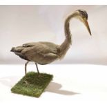 Taxidermy uncased Heron on naturalistic base