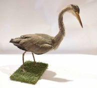 Taxidermy uncased Heron on naturalistic base