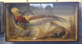 Taxidermy cased Golden Pheasant with hen and chick, in naturalistic setting, by T Elliss of