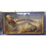 Taxidermy cased Golden Pheasant with hen and chick, in naturalistic setting, by T Elliss of