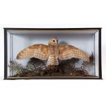 Taxidermy Cased Barn Owl with wings spread in naturalistic setting, 46 x 86cm with Article 10