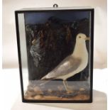 Taxidermy cased gull in naturalistic setting, 47 x 36cm