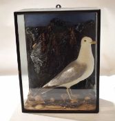 Taxidermy cased gull in naturalistic setting, 47 x 36cm