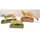 Taxidermy uncased group of two stoats and a weasel, on naturalistic bases (3)