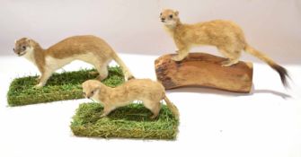 Taxidermy uncased group of two stoats and a weasel, on naturalistic bases (3)