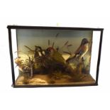 Taxidermy cased group of four birds to include Green Woodpecker, Jay etc, in naturalistic setting,