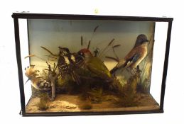 Taxidermy cased group of four birds to include Green Woodpecker, Jay etc, in naturalistic setting,