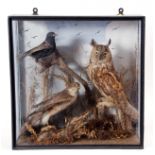 Taxidermy Cased Long Eared Owl, Sparrowhawk and one other by F Artlett, 48 x 48cm
