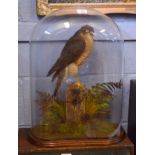 Taxidermy glass domed Sparrowhawk on naturalistic base, 52cm high (dome cracked)