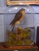 Taxidermy glass domed Sparrowhawk on naturalistic base, 52cm high (dome cracked)