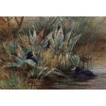 Charles Whymper, RI, (1853-1941) "Coots" watercolour, signed lower left, 16 x 24cms Provenance: