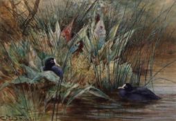 Charles Whymper, RI, (1853-1941) "Coots" watercolour, signed lower left, 16 x 24cms Provenance: