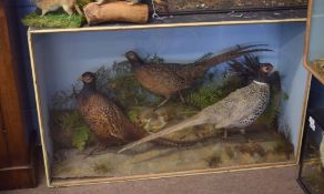 Taxidermy cased group of three Pheasant, Old English Blackneck, Japanese Ringneck and Morphrodite in