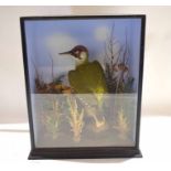 Taxidermy cased Green Woodpecker in naturalistic setting by Richard Brigham, 41 x 33cm