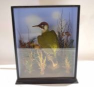 Taxidermy cased Green Woodpecker in naturalistic setting by Richard Brigham, 41 x 33cm