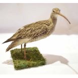 Taxidermy uncased Curlew on naturalistic base