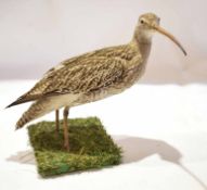Taxidermy uncased Curlew on naturalistic base
