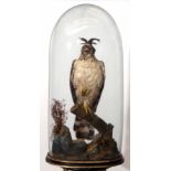 Late 19th century taxidermy crested hawk-eagle (aka changeable hawk-eagle)