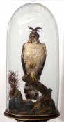 Late 19th century taxidermy crested hawk-eagle (aka changeable hawk-eagle)