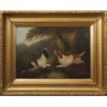 George Armfield (1808-1893) Spaniels chasing pheasant oil on canvas, signed lower right, 50 x 75cm