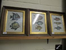 THREE FRAMED COLOURED PRINTS OF FISH STUDIES