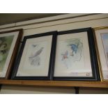 TWO EBONISED FRAMED PRINTS OF A HAWK AND KINGFISHERS (2)